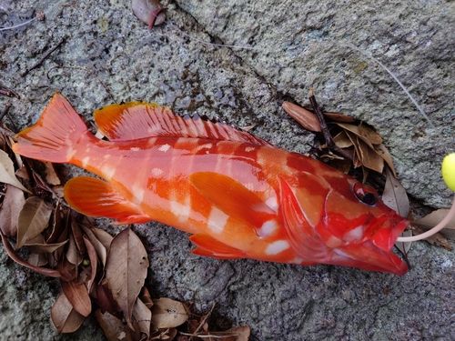 アカハタの釣果
