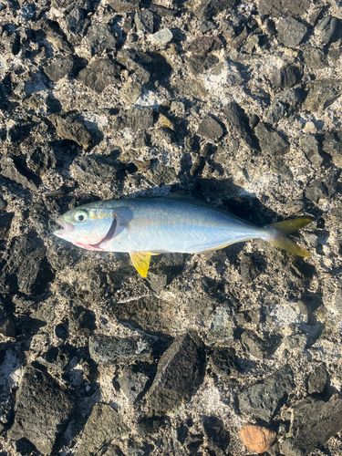 ヒラマサの釣果