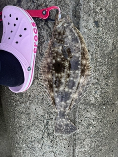ヒラメの釣果