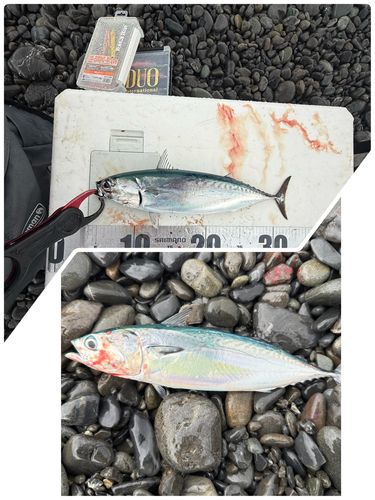 ソウダガツオの釣果