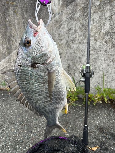 キビレの釣果