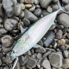 ソウダガツオの釣果