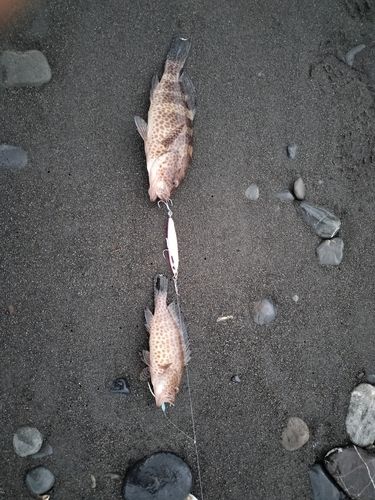 オオモンハタの釣果