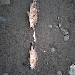 オオモンハタ
