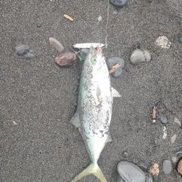 ワカシ