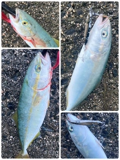 ツバスの釣果