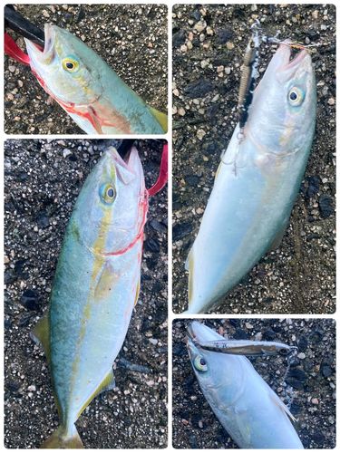 ツバスの釣果