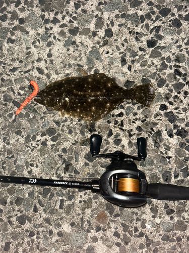 ソゲの釣果