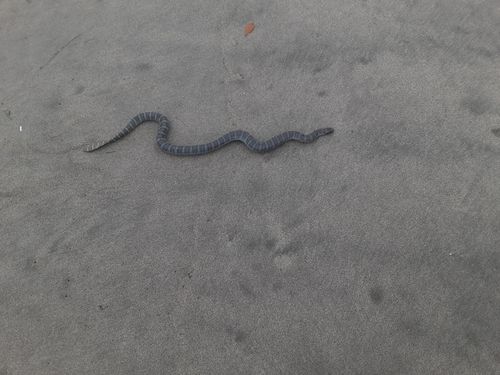 ウミヘビの釣果