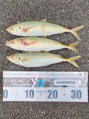 マルアジの釣果
