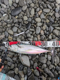 ヒラソウダの釣果