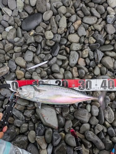 ヒラソウダの釣果