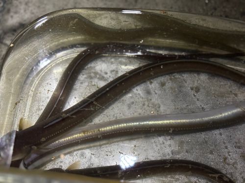 アナゴの釣果