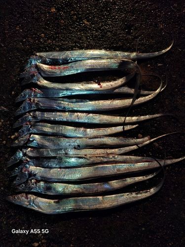 タチウオの釣果