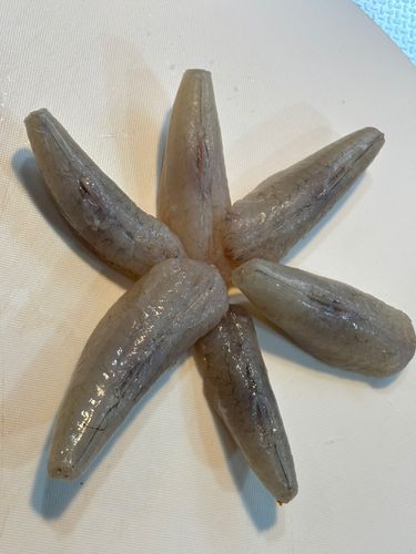 ショウサイフグの釣果