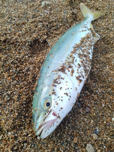 ツバスの釣果