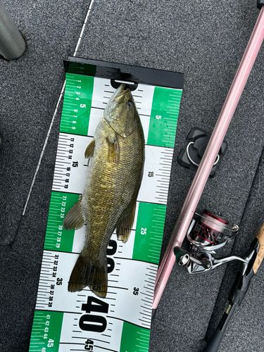 スモールマウスバスの釣果