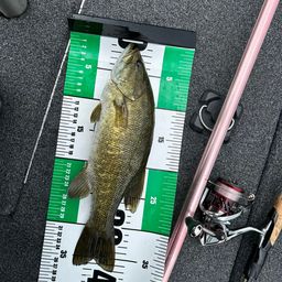 スモールマウスバス