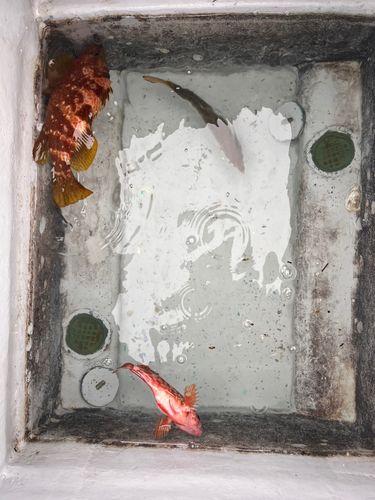 アコウの釣果