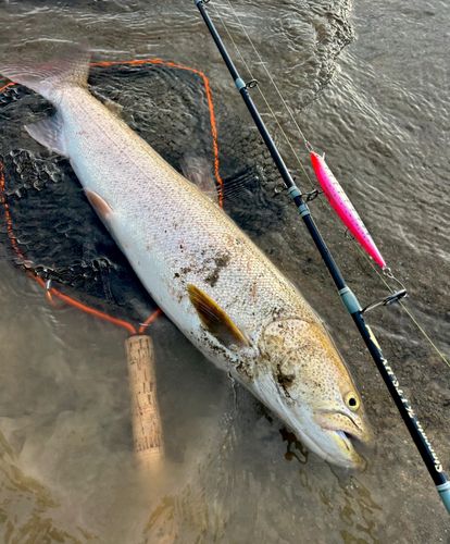 イトウの釣果