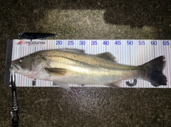 シーバスの釣果