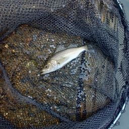 セイゴ（マルスズキ）