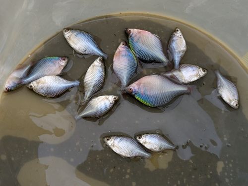 タイリクバラタナゴの釣果