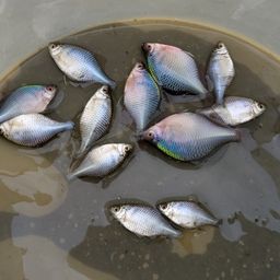 タイリクバラタナゴ