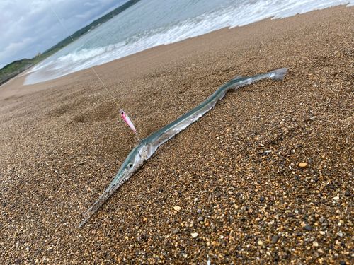 ダツの釣果