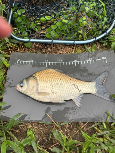 ヘラブナの釣果