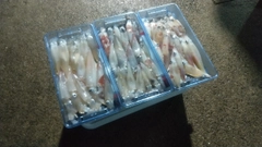 マイカの釣果