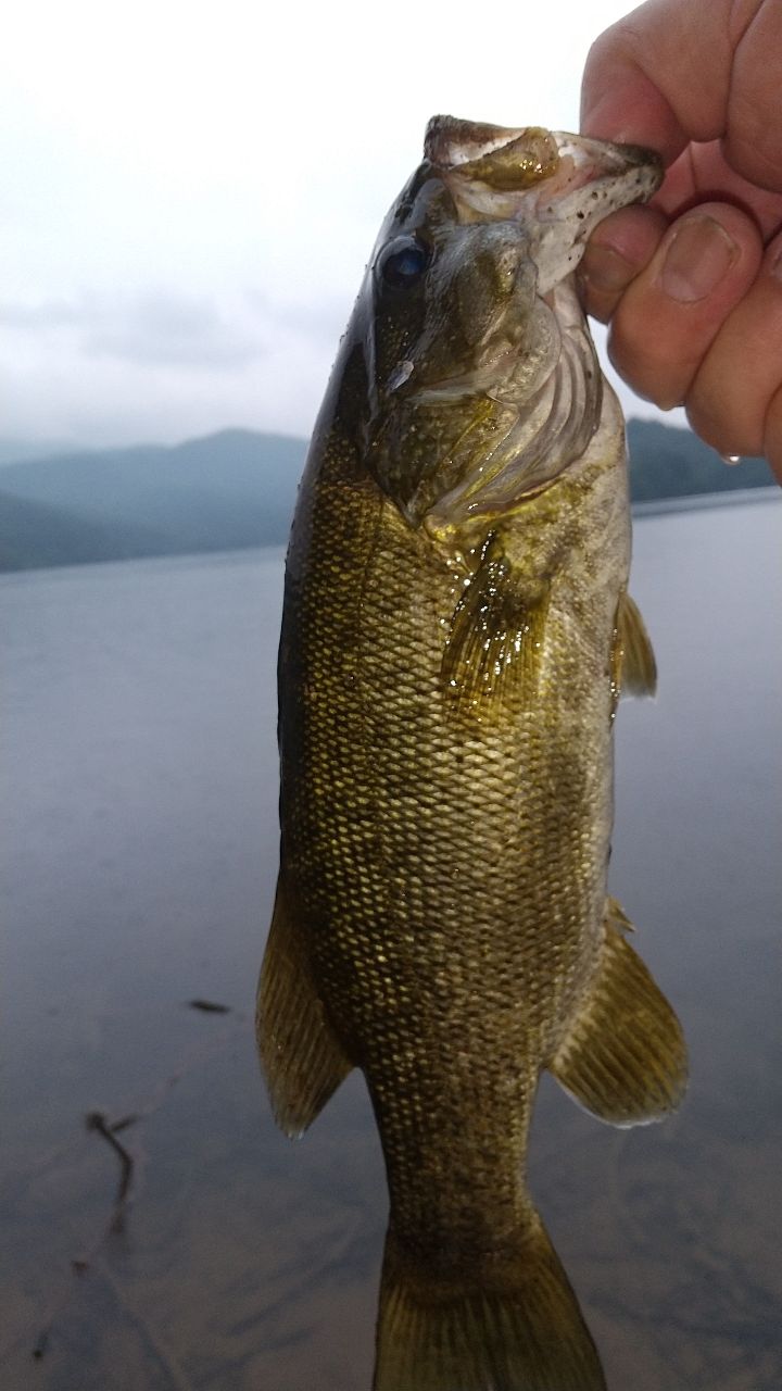 スモールマウスバス