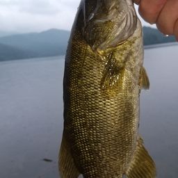 スモールマウスバス