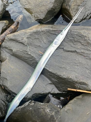 ダツの釣果