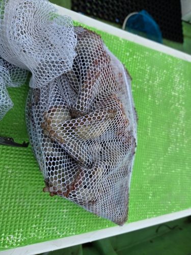 マダコの釣果