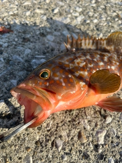 キジハタの釣果