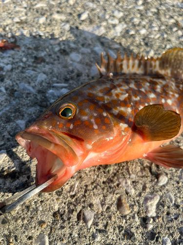 キジハタの釣果