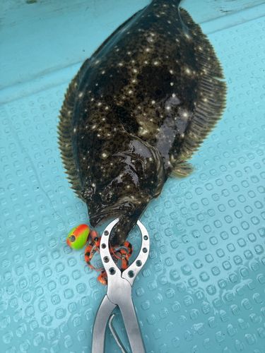 ヒラメの釣果