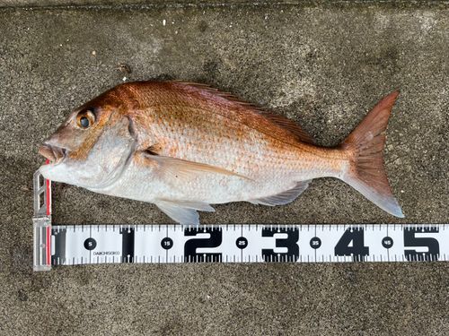 タイの釣果