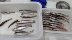 キスの釣果