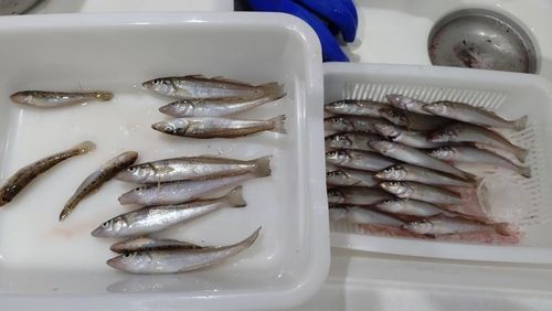 キスの釣果
