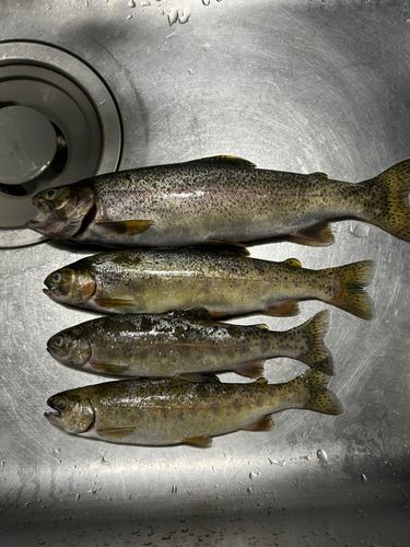 ニジマスの釣果