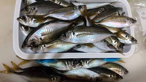 マアジの釣果