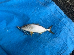 ショゴの釣果