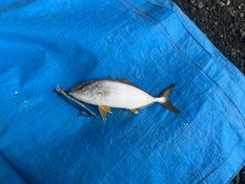 ショゴの釣果