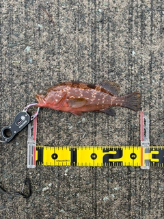 キジハタの釣果