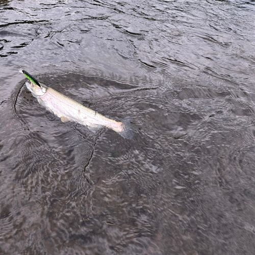 ニジマスの釣果