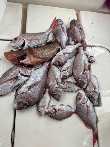 アコウの釣果