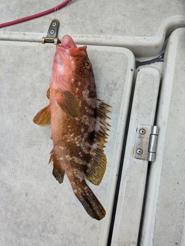 キジハタの釣果
