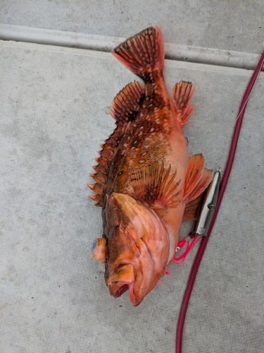 ウッカリカサゴの釣果